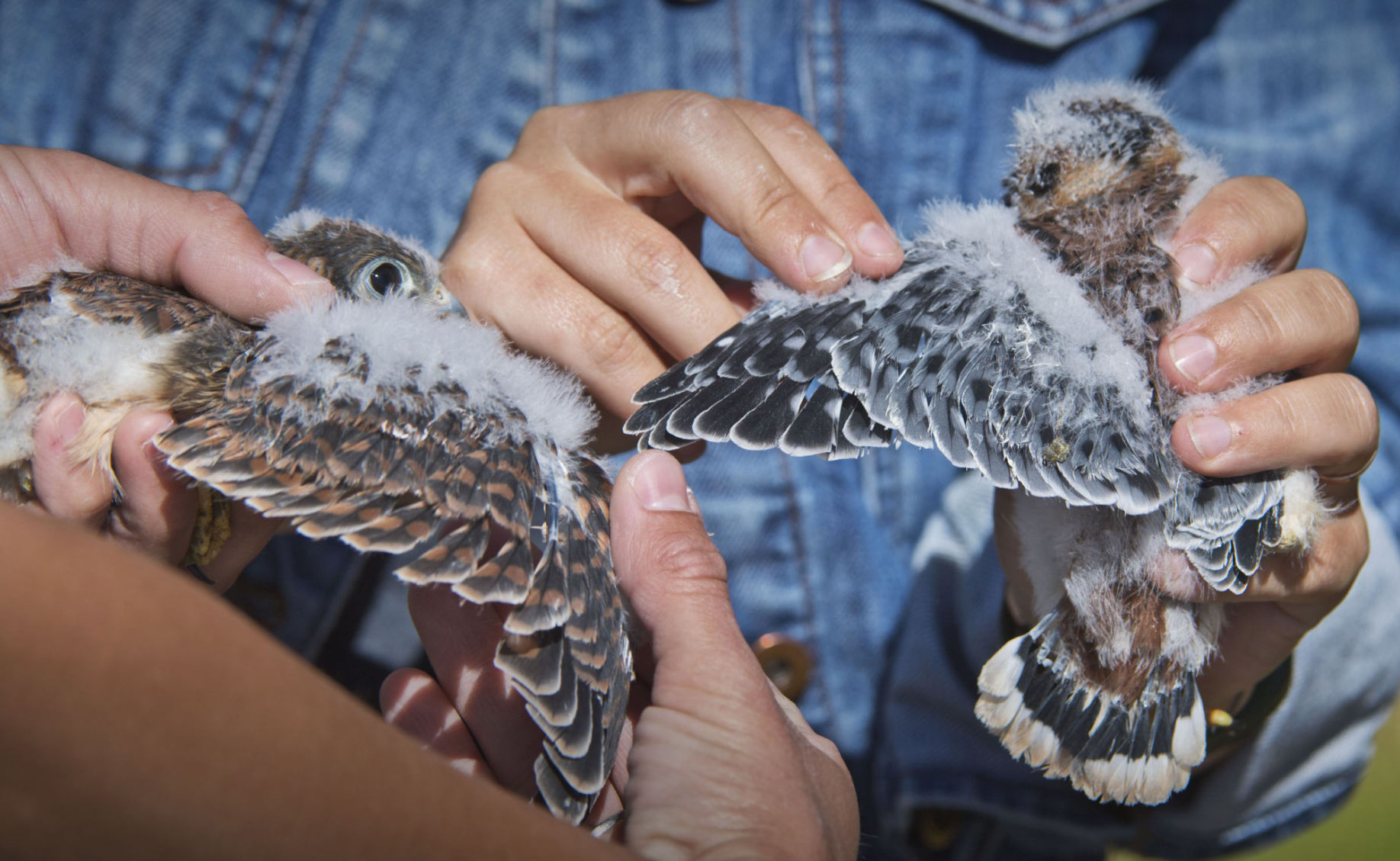 Banding helps track kestrels